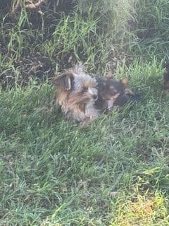 Yorkshire Terrier Puppies media 2
