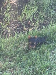 Yorkshire Terrier Puppies media 3