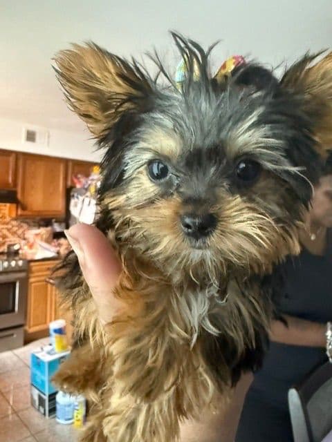 Yorkshire Terrier Puppies media 4