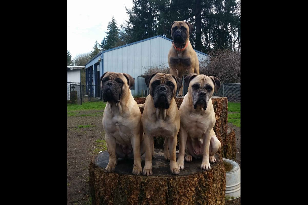 Bullmastiff Puppies breeder image 1