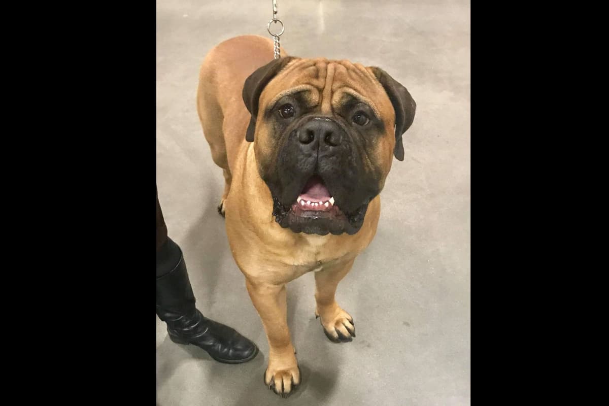 Bullmastiff Puppies breeder image 2