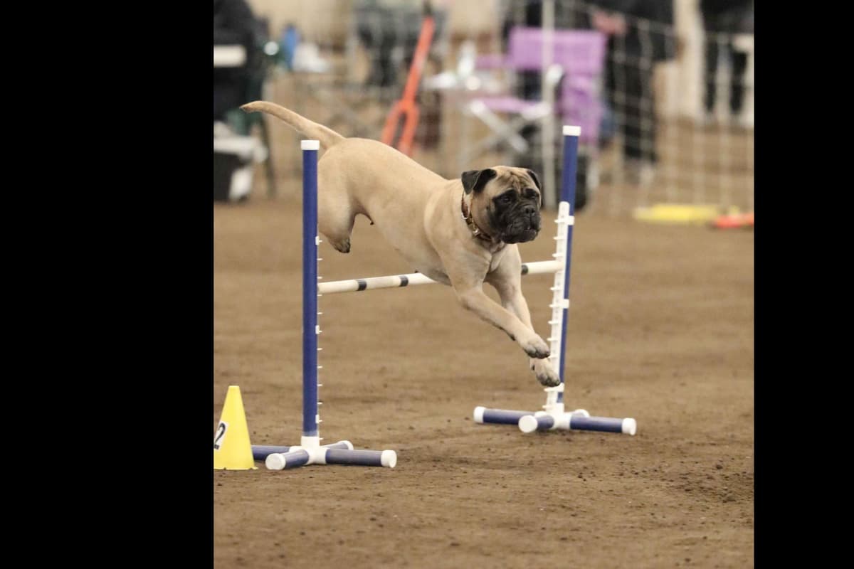 Bullmastiff Puppies breeder image 4
