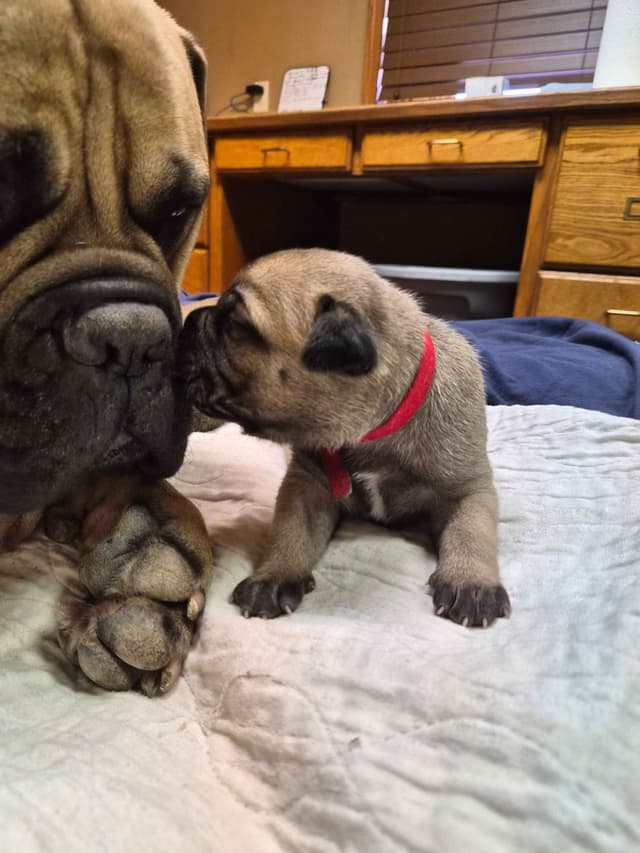 Bullmastiff Puppies media 2