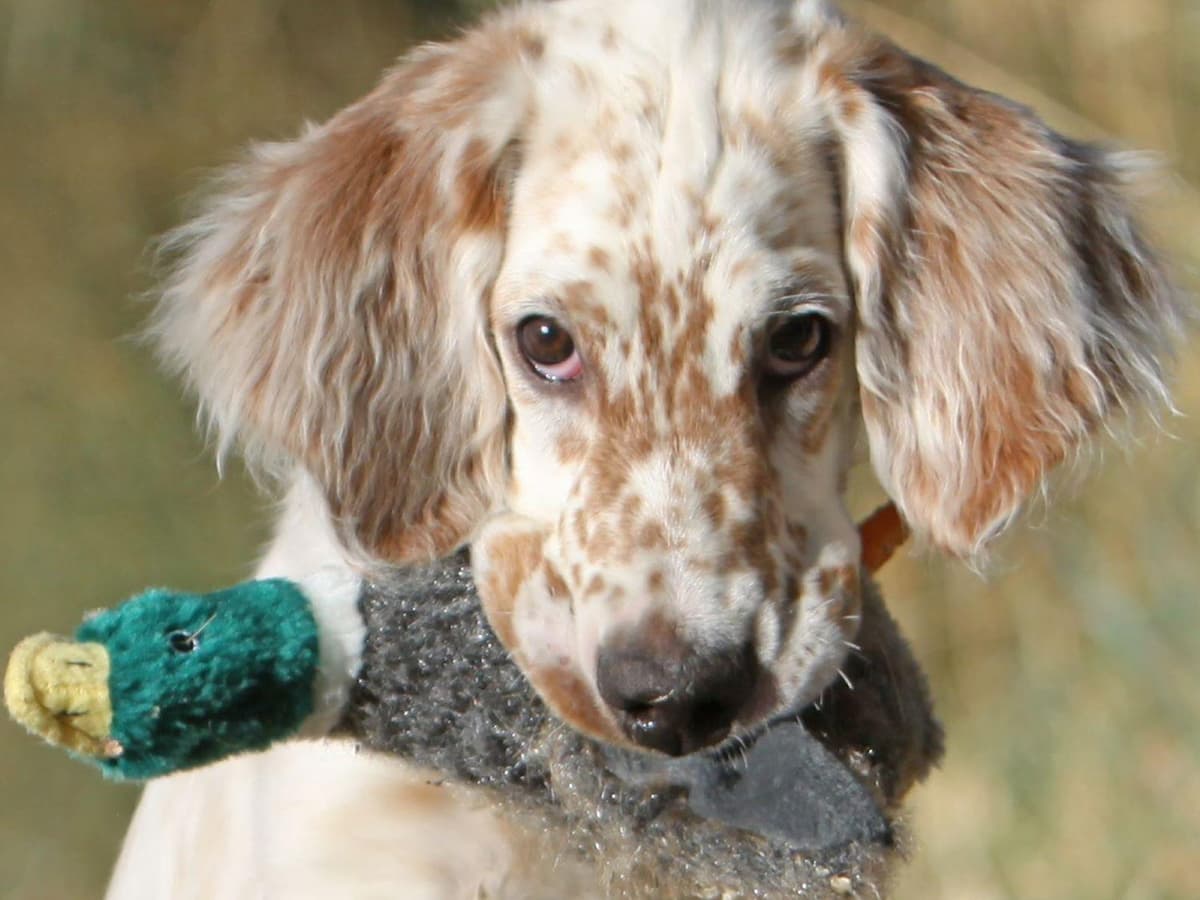 English Setter Puppies breeder image 1