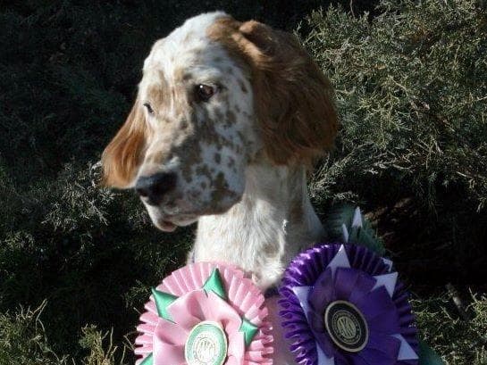 English Setter Puppies breeder image 3