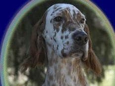 English Setter Puppies breeder image 4