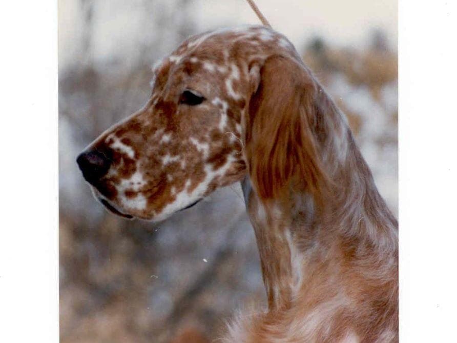 English Setter Puppies breeder image 7