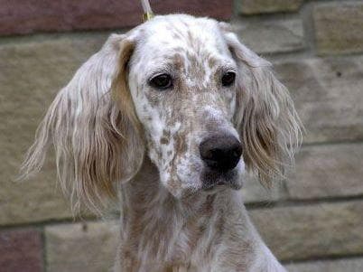 English Setter Puppies breeder image 9