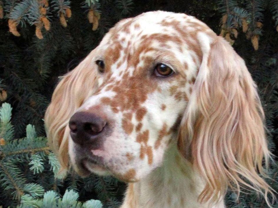 English Setter Puppies breeder image 11