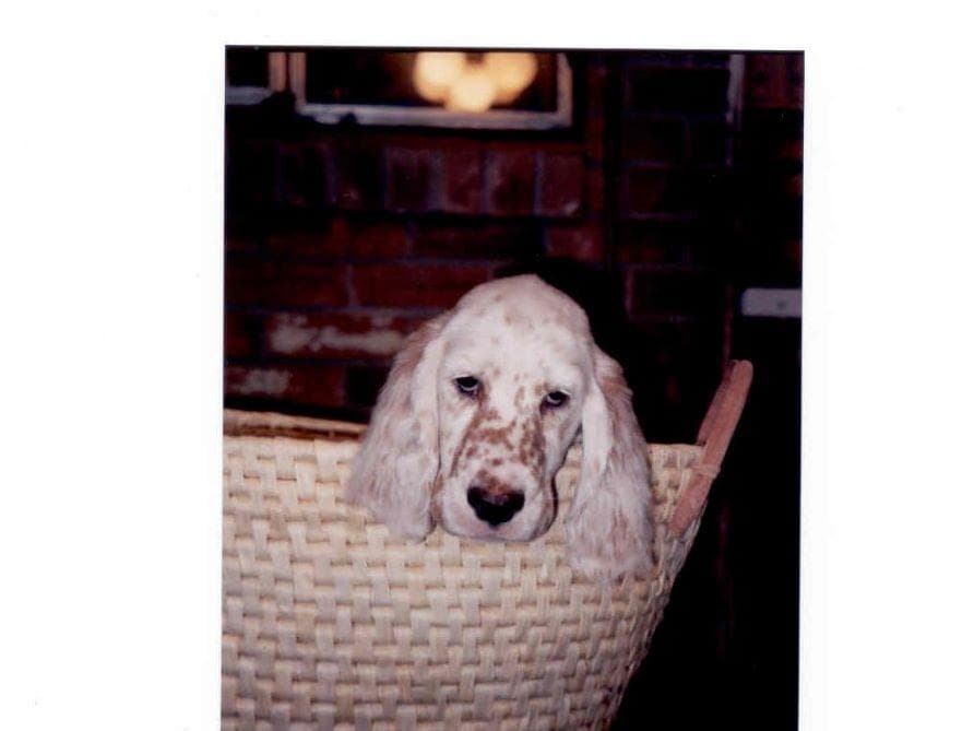 English Setter Puppies breeder image 12
