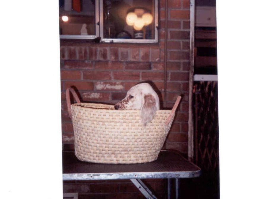 English Setter Puppies breeder image 13
