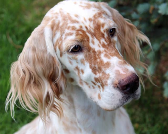 English Setter Puppies media 2
