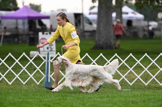 English Setter Puppies media 3