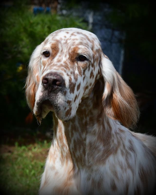 English Setter Puppies media 4