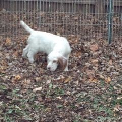 English Setter Puppies media 6