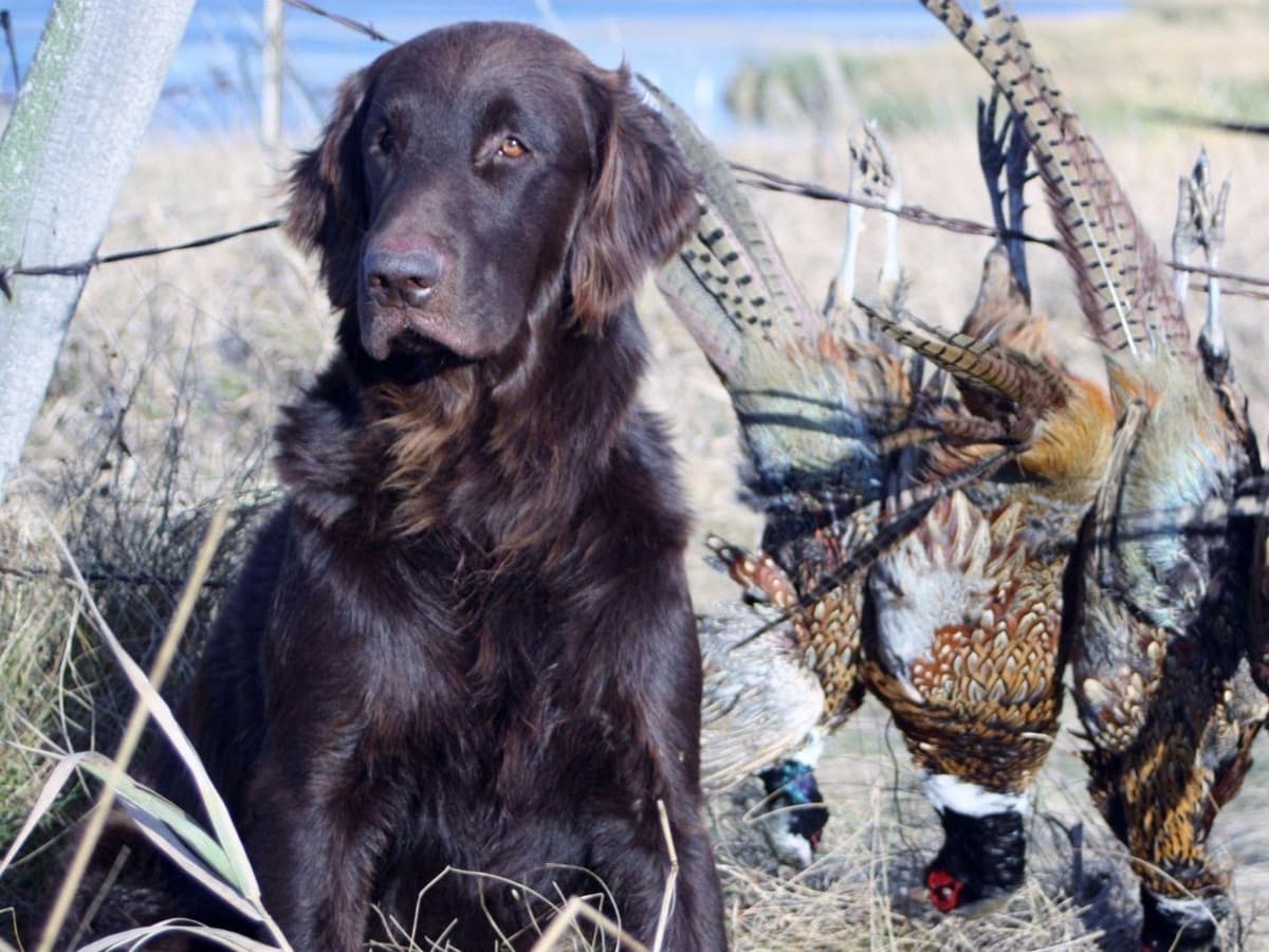 Flat-Coated Retriever Puppies breeder image 1