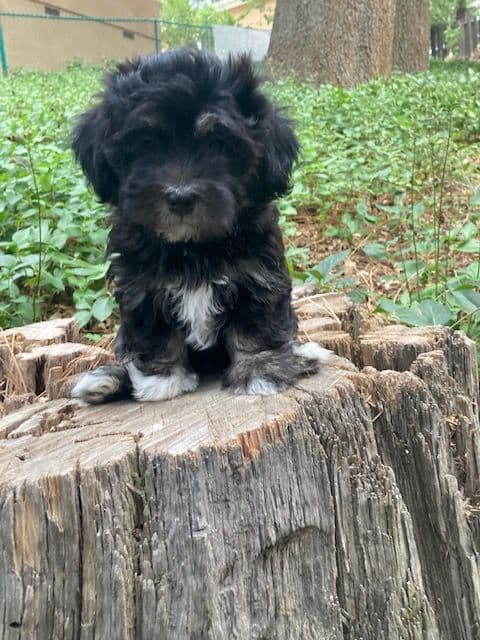 Havanese Puppies/ 5 year old Female available breeder image 4