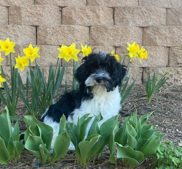 Havanese Puppies/ 5 year old Female available breeder image 8