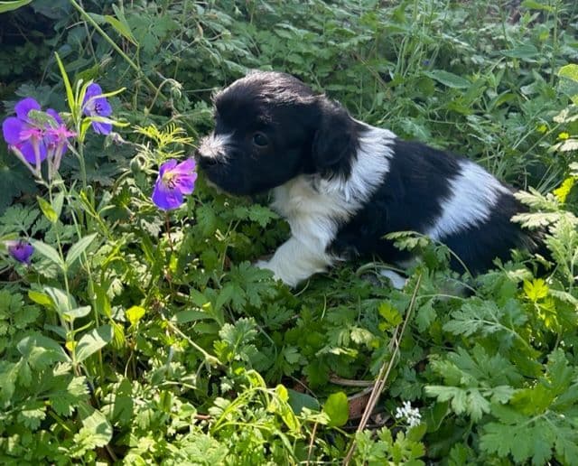 Havanese Puppies/ 5 year old Female available breeder image 5