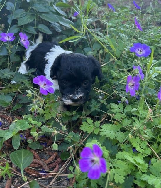 Havanese Puppies/ 5 year old Female available breeder image 6