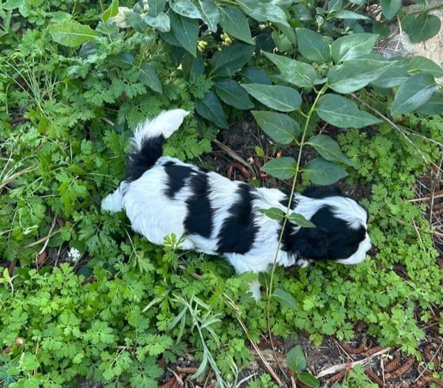 Havanese Puppies/ 5 year old Female available breeder image 7