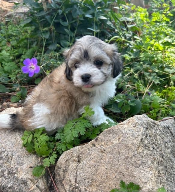 Havanese Puppies/ 5 year old Female available breeder image 1