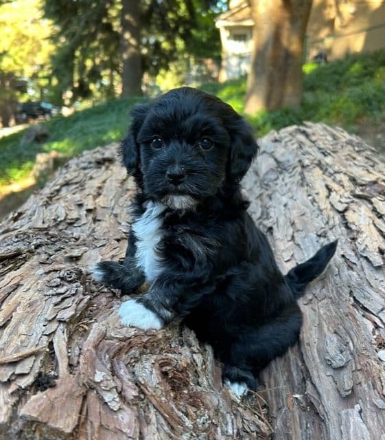 Havanese Puppies/ 5 year old Female available breeder image 3