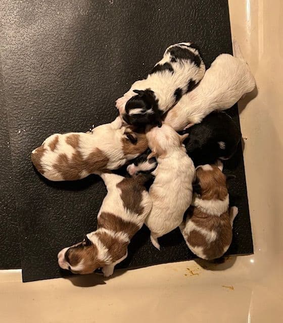 Havanese Puppies/ 5 year old Female available breeder image 2