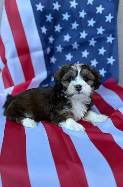 Havanese Puppies/ 5 year old Female available media 4