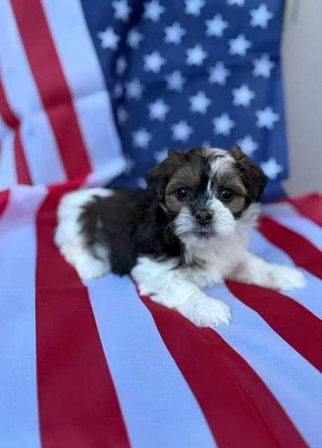 Havanese Puppies/ 5 year old Female available media 3
