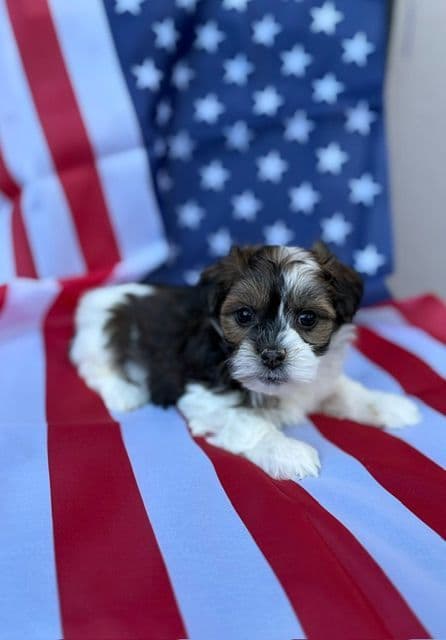 Havanese Puppies/ 5 year old Female available media 2