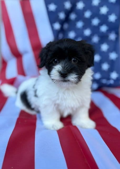 Havanese Puppies media 2