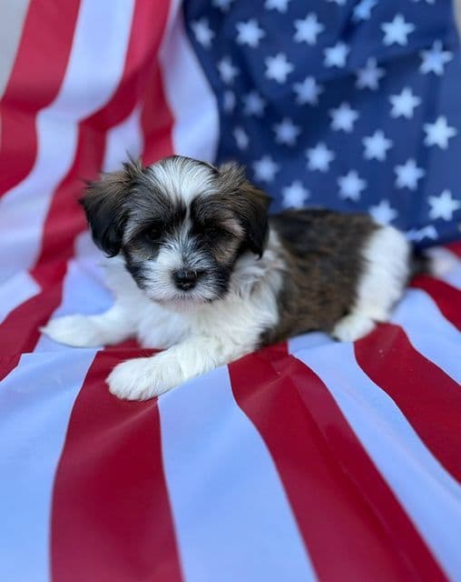 Havanese Puppies media 3