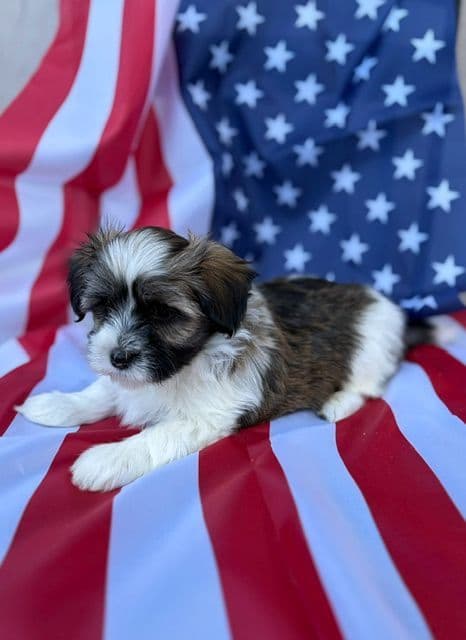 Havanese Puppies media 4