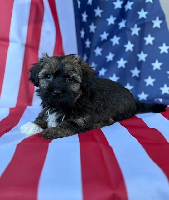 Havanese Puppies media 6