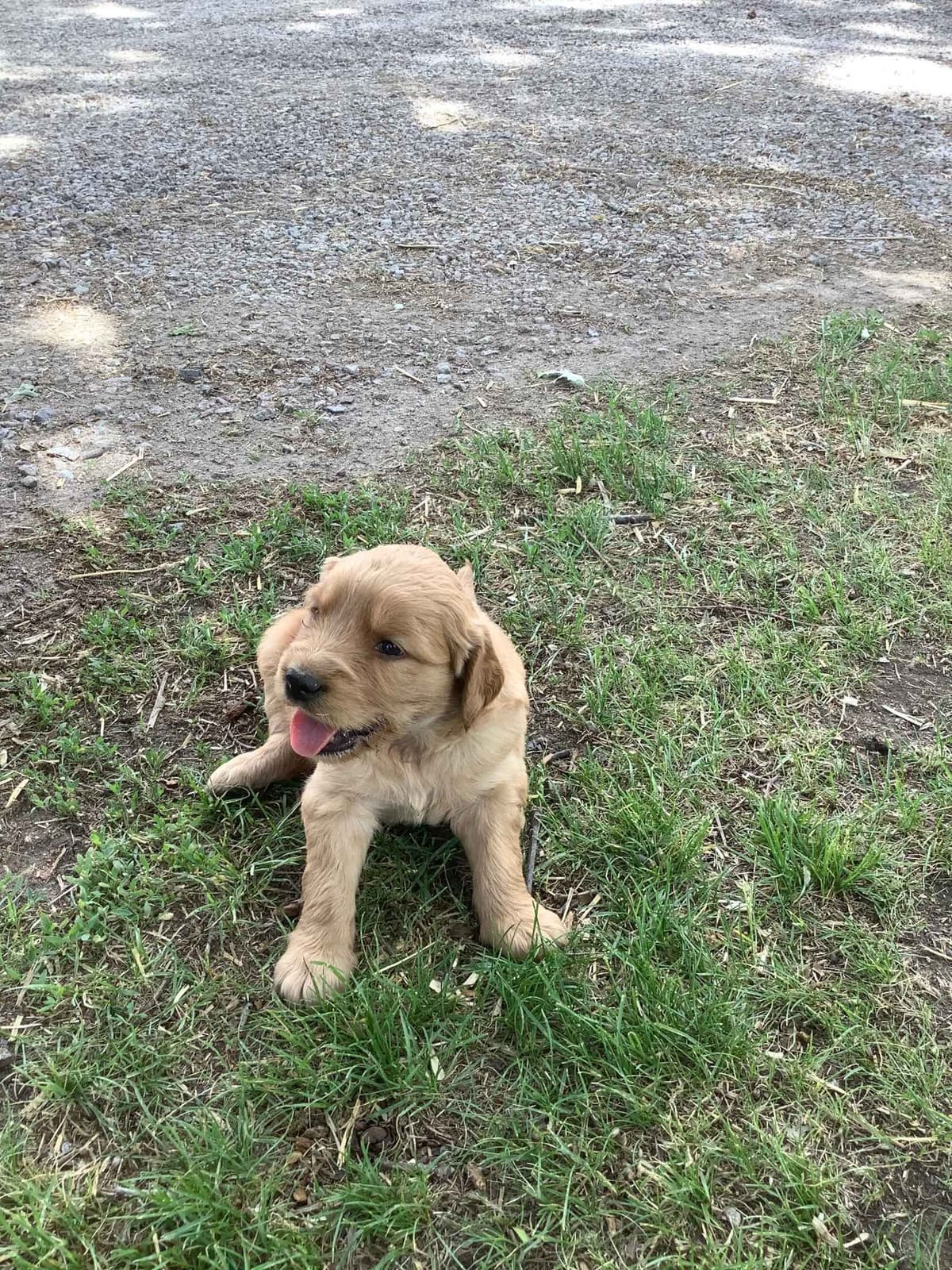 Golden Retriever Puppies breeder image 1