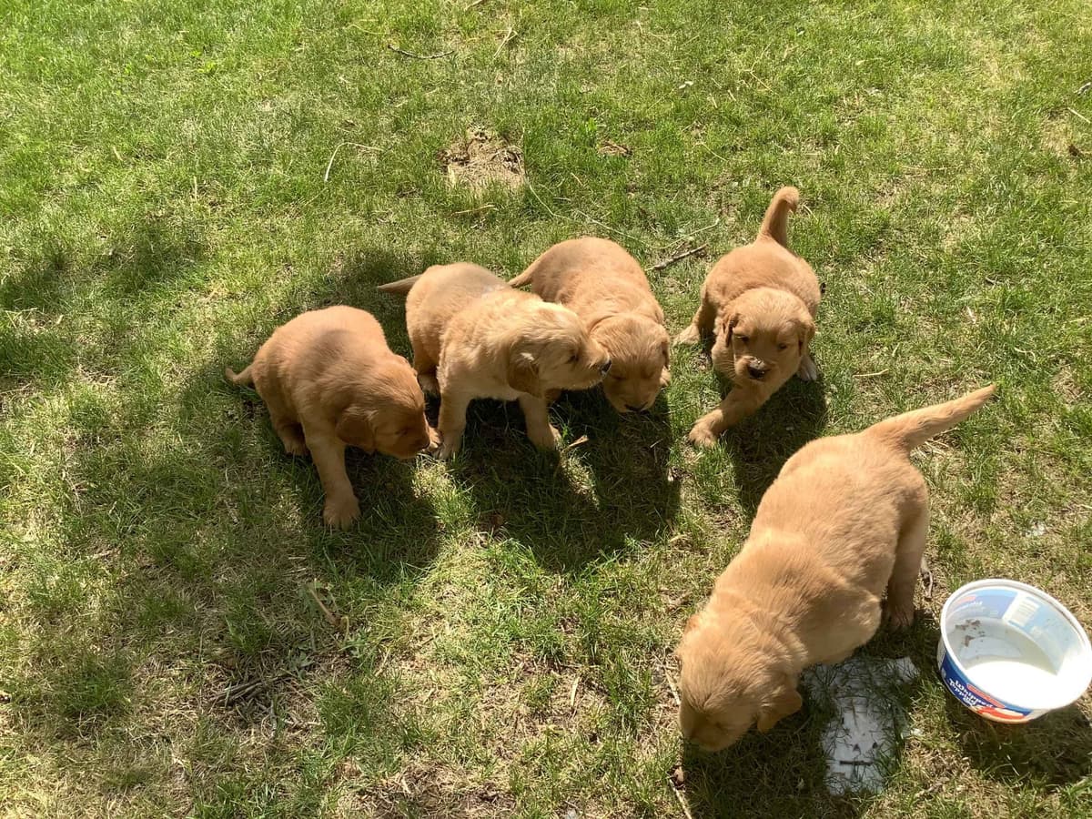 Golden Retriever Puppies breeder image 3