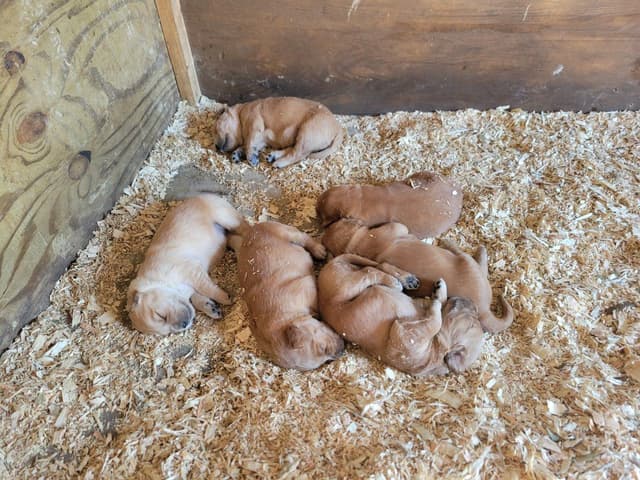 Golden Retriever Puppies media 2