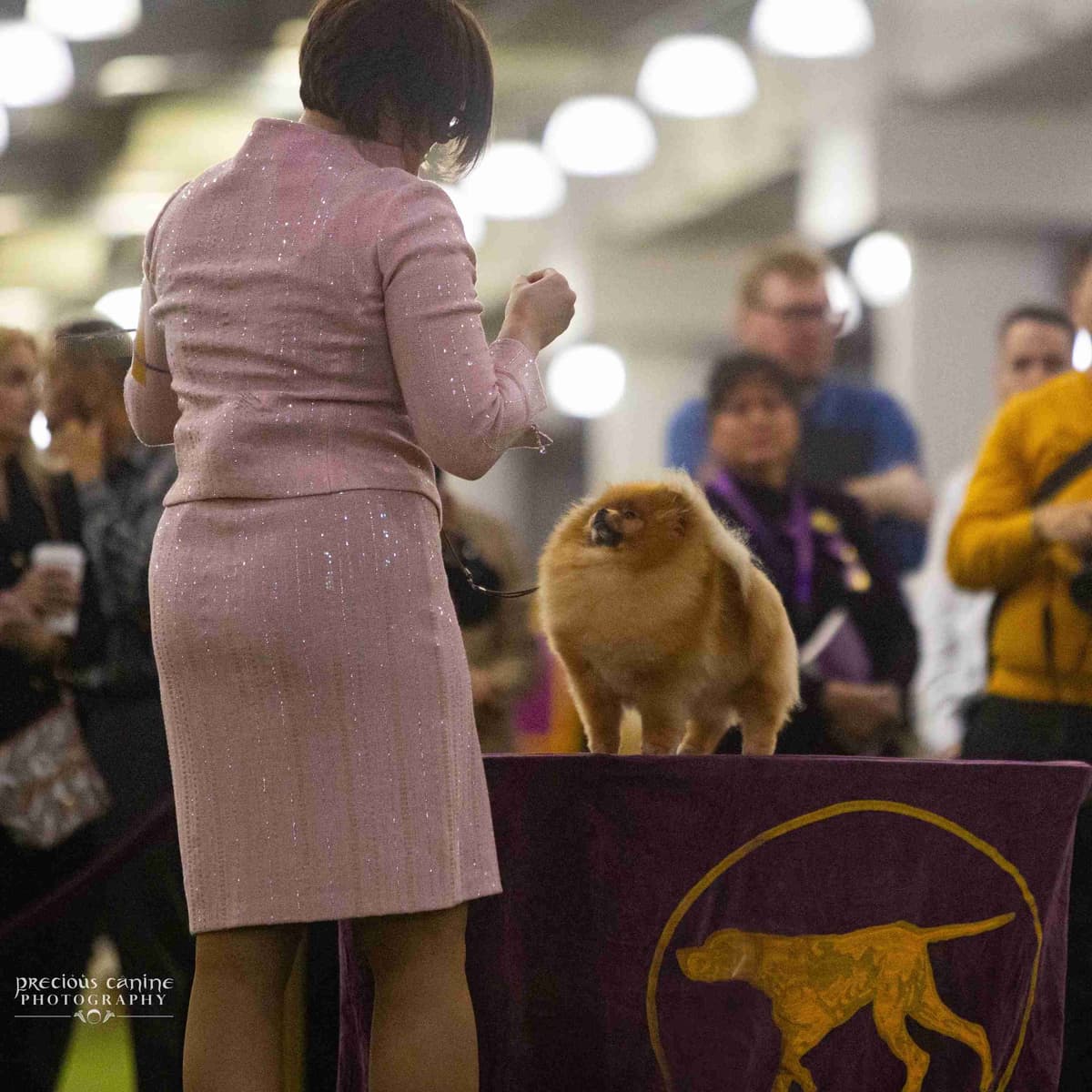 Pomeranian Puppies breeder image 1