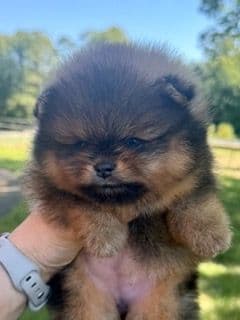 Pomeranian Puppies breeder image 4