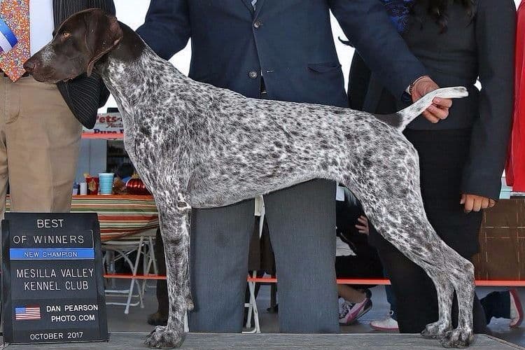 German Shorthaired Pointer Puppies breeder image 27