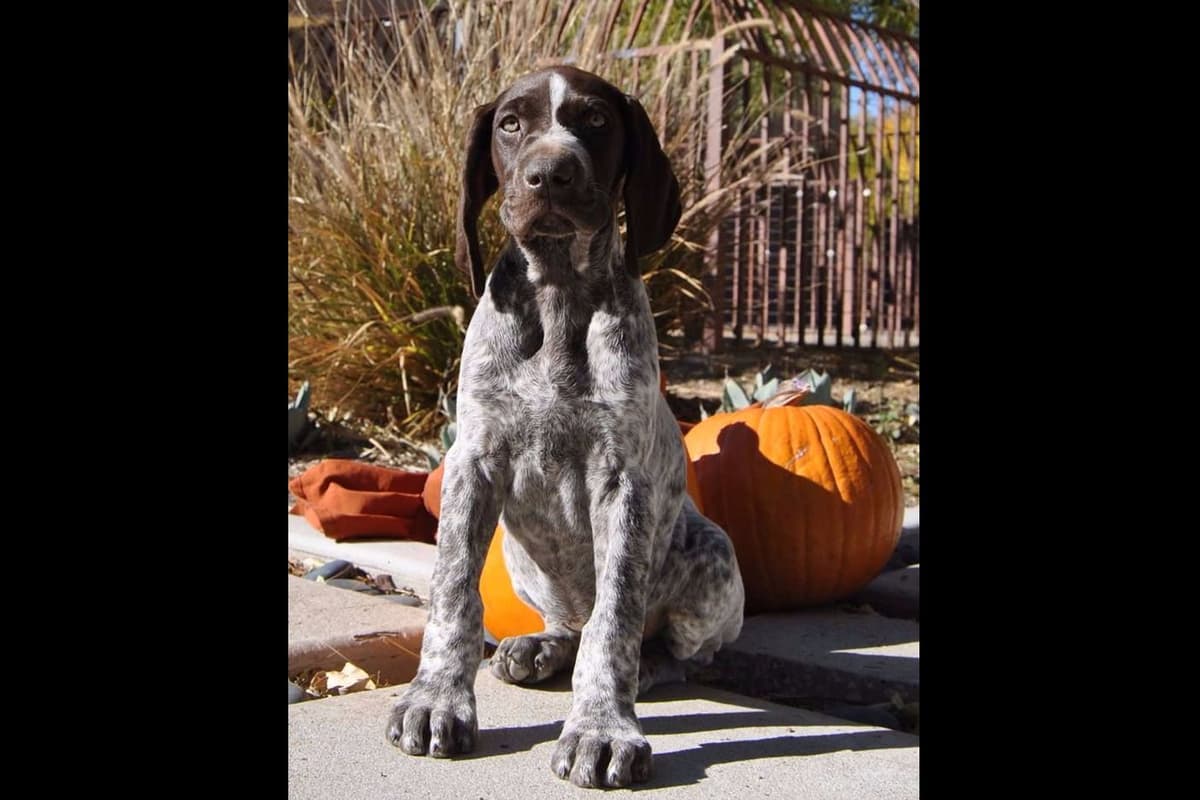 German Shorthaired Pointer Puppies breeder image 22