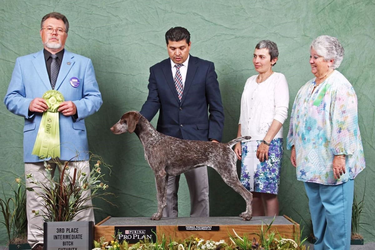 German Shorthaired Pointer Puppies breeder image 30
