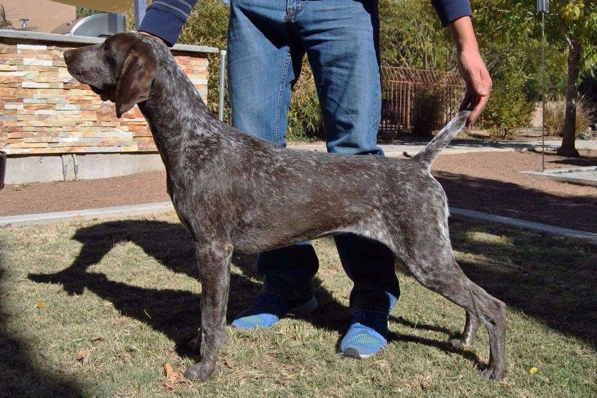 German Shorthaired Pointer Puppies breeder image 24