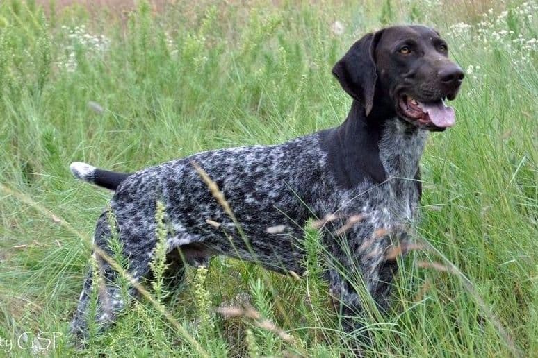 German Shorthaired Pointer Puppies breeder image 23
