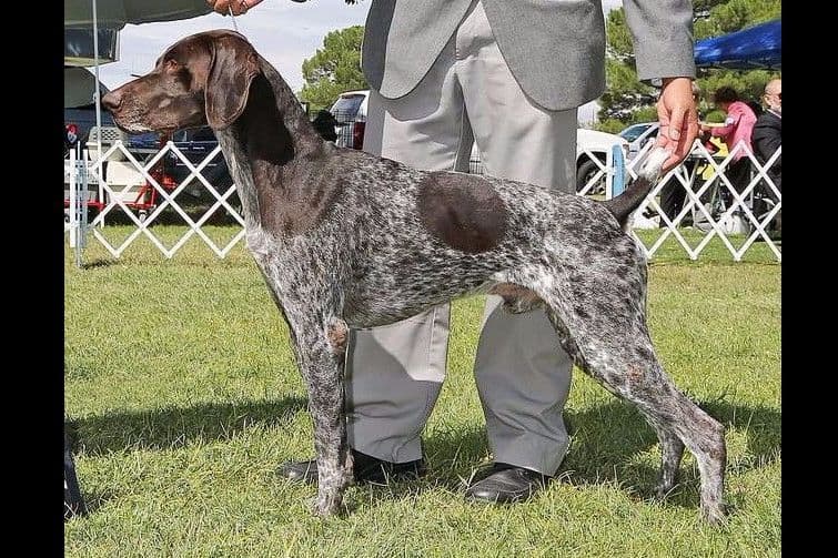 German Shorthaired Pointer Puppies breeder image 21