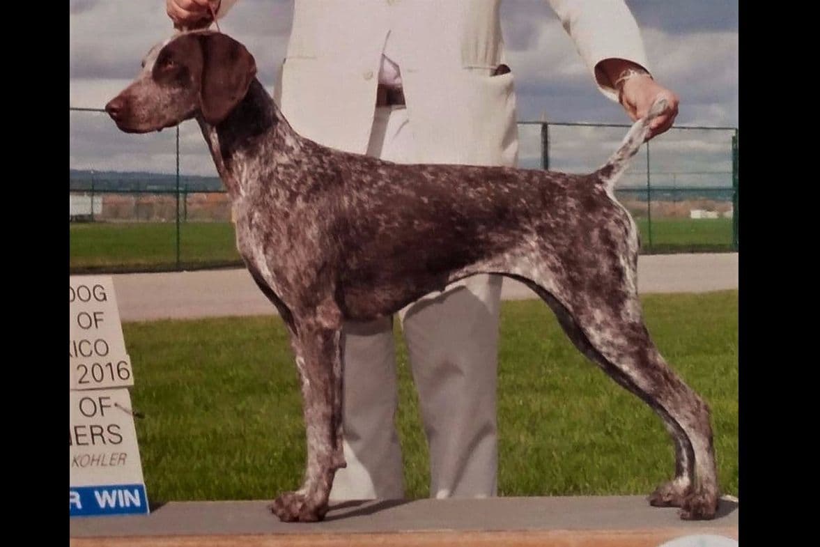 German Shorthaired Pointer Puppies breeder image 19