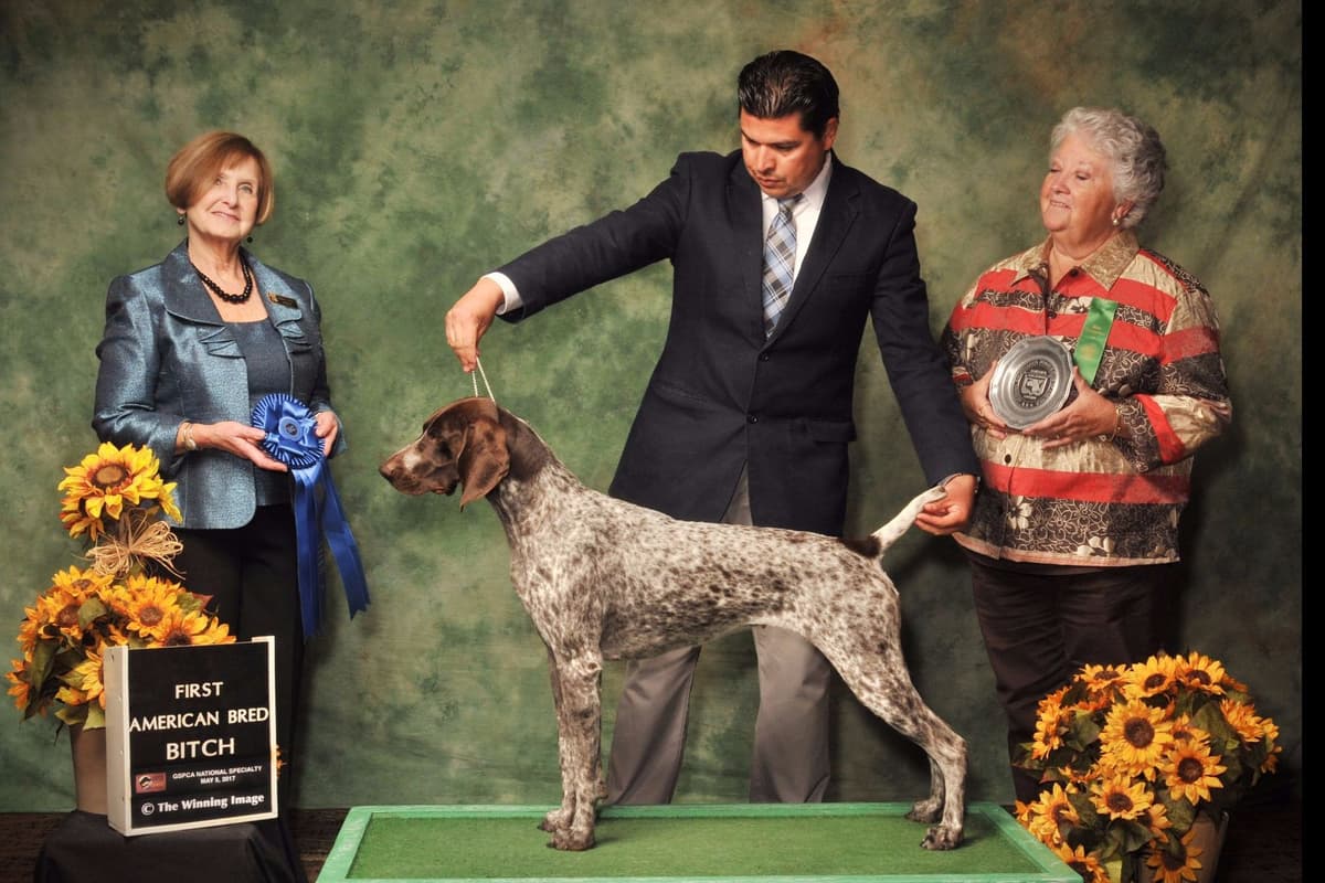 German Shorthaired Pointer Puppies breeder image 18