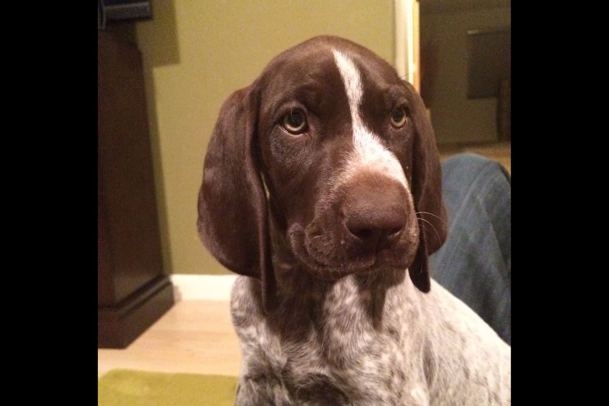 German Shorthaired Pointer Puppies breeder image 17