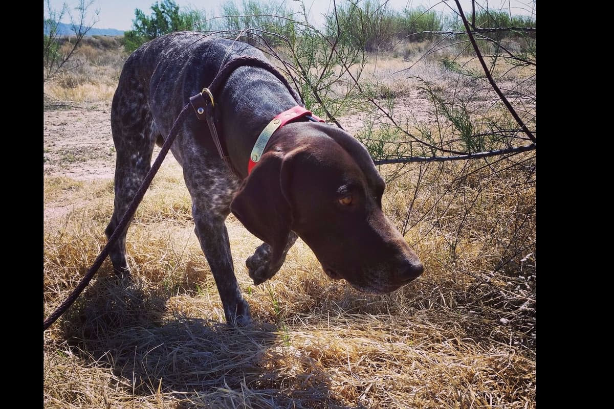 German Shorthaired Pointer Puppies breeder image 15